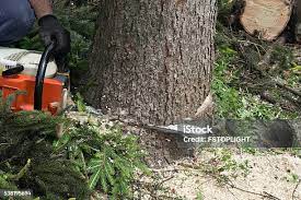 Best Arborist Consultation Services  in Vashon, WA
