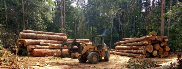Best Stump Grinding and Removal  in Vashon, WA
