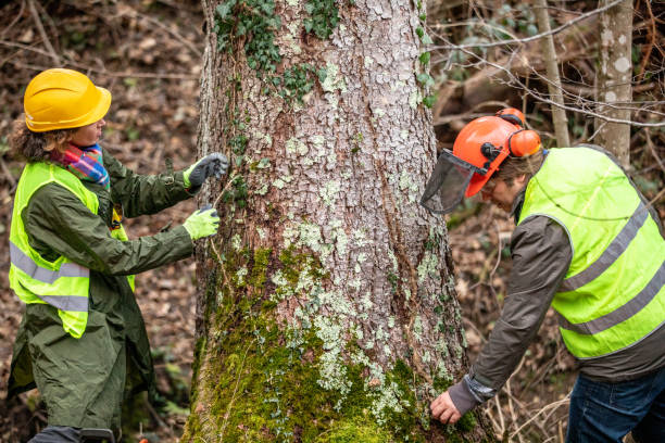 Professional Tree Care in Vashon, WA
