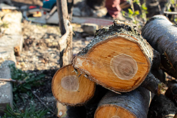 Best Tree Trimming and Pruning  in Vashon, WA