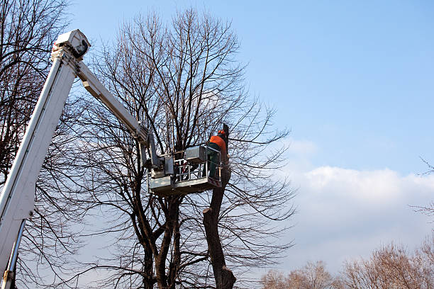 Best Tree and Shrub Care  in Vashon, WA