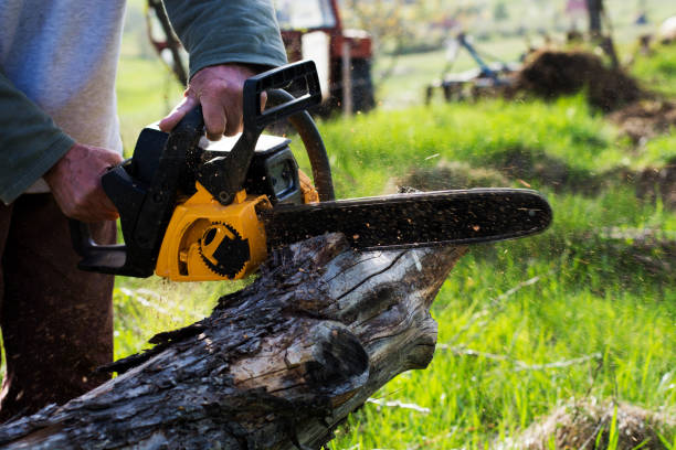 Best Tree Disease Treatment  in Vashon, WA